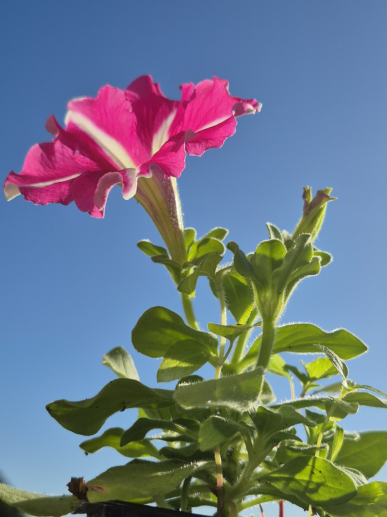 petunia grandiflora