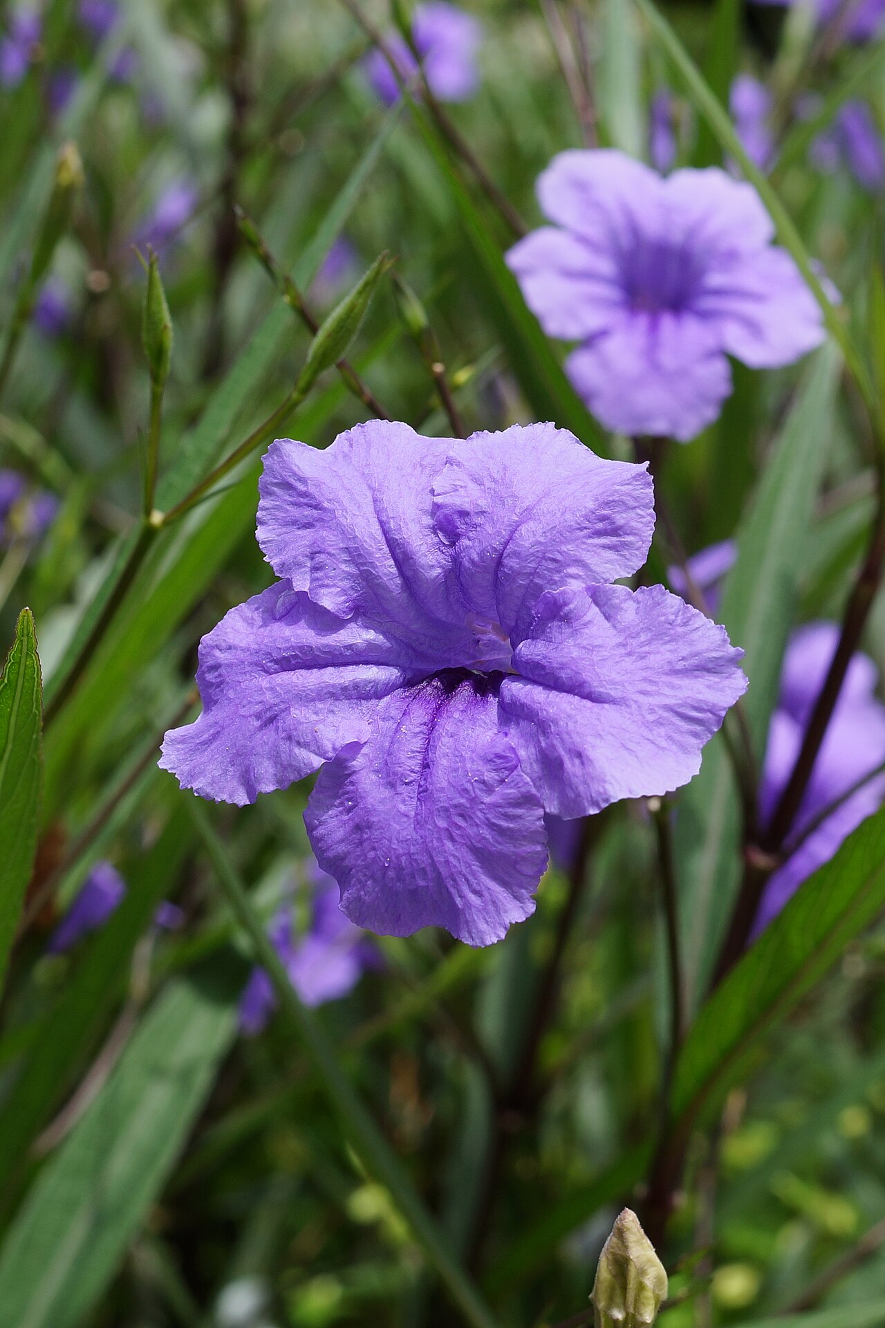 Petunia Mexicana