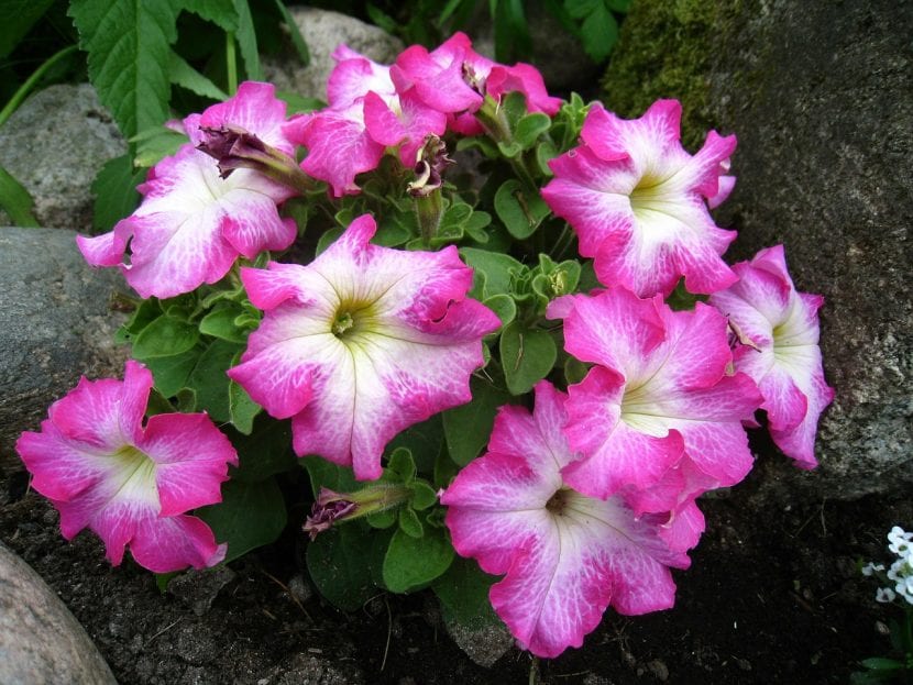 Disfruta de tus petunias plantándolas en macetas colgantes