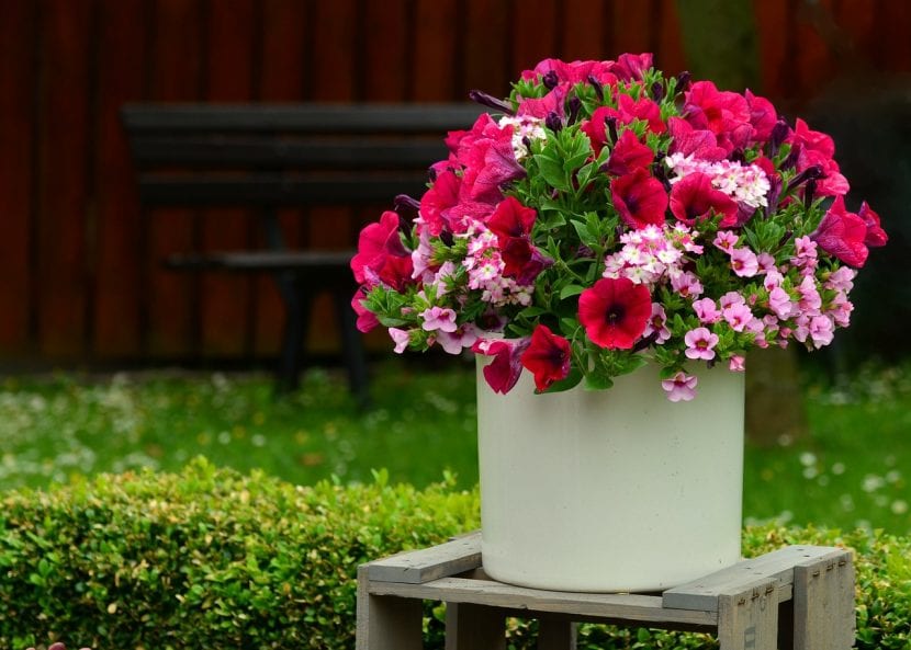 Cuida tus petunias plantándolas en maceta con sustratos que drenen bien