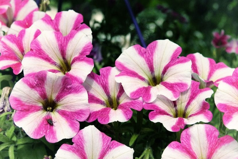 Las petunias son muy alegres y coloridas