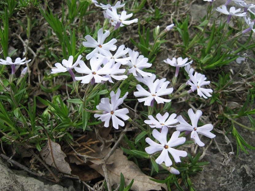 Phlox bifida