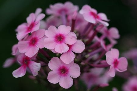 Panícula de Phlox paniculata en flor