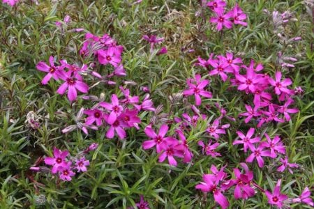 Alfombra de Phlox subulata cubierta de flor
