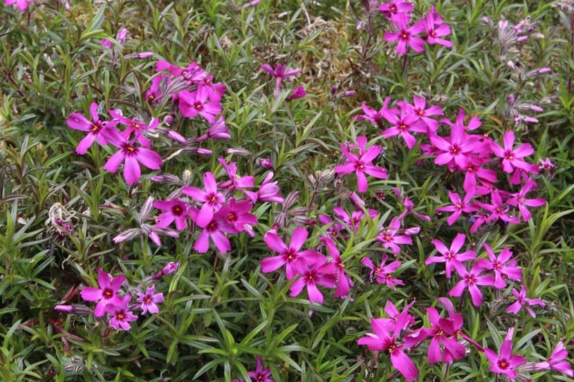 Phlox subulata 