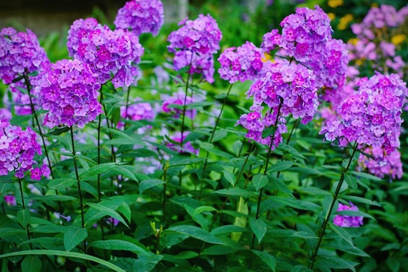 Phlox