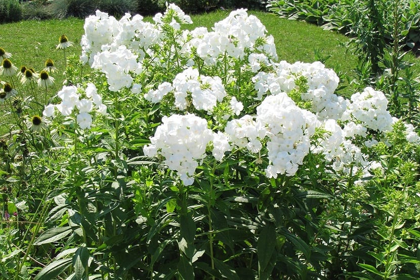 Variedades de Phlox