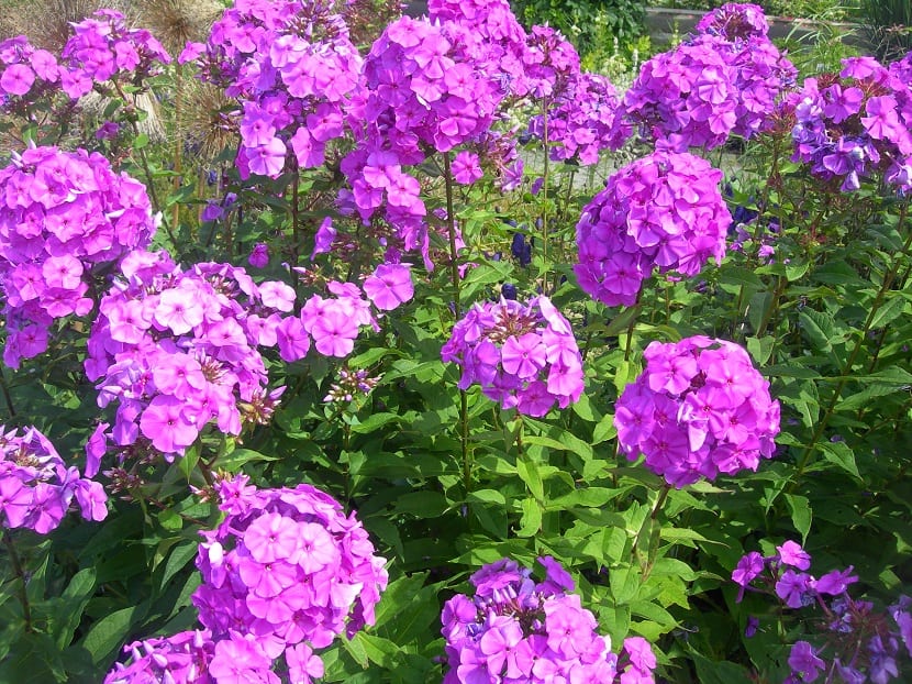 Phlox: especies, cultivo y control del oídio en el jardín