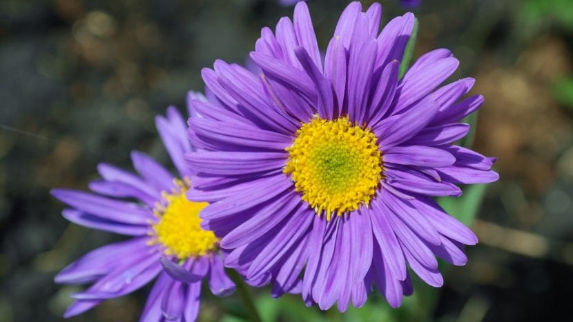 Flores de Aster