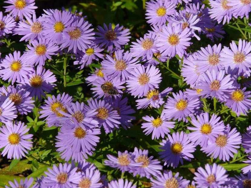 Planta de Aster en flor