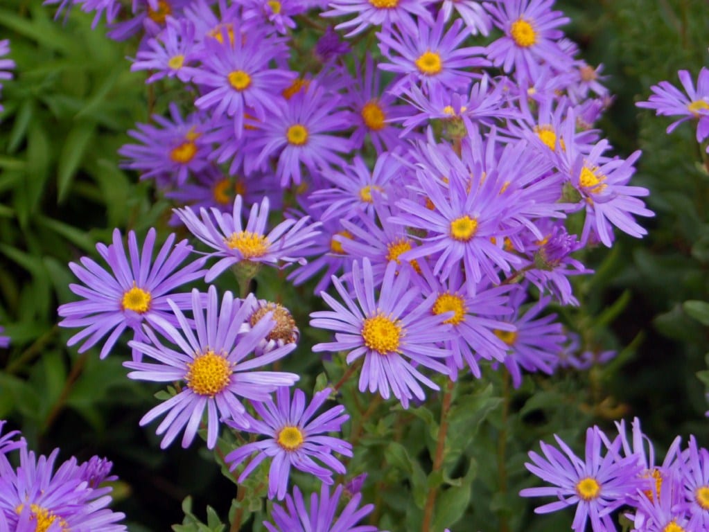 Aster: especies, cuidados y poda de la vivaz de otoño