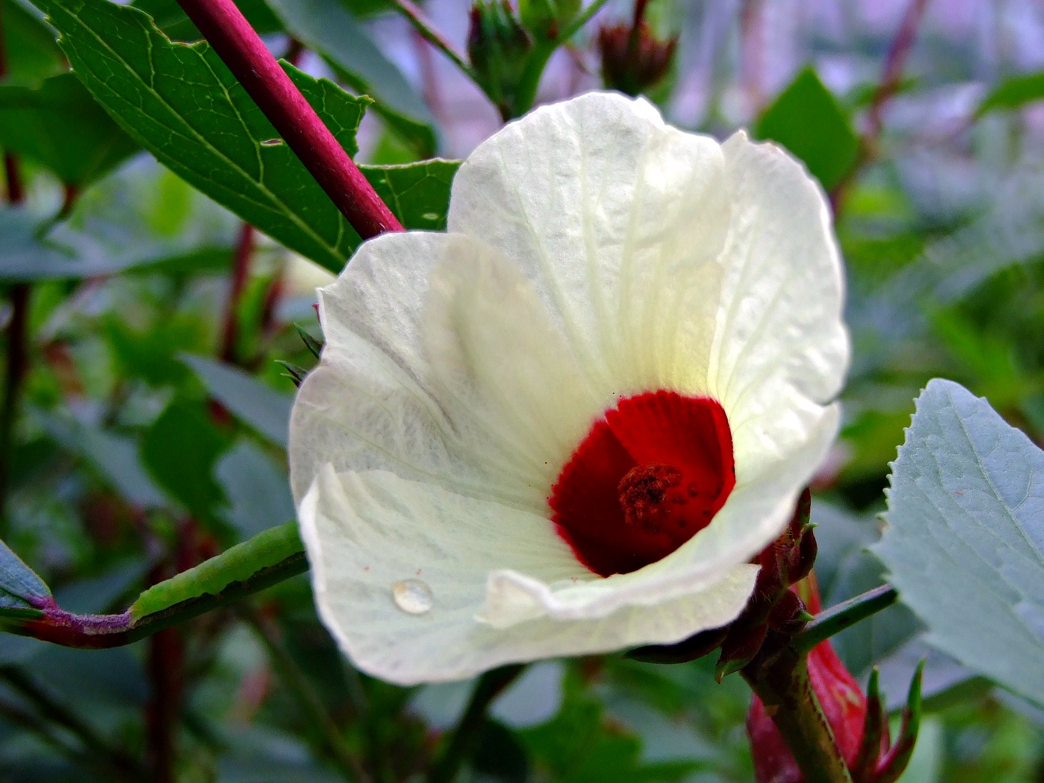 La flor de Jamaica es blanca