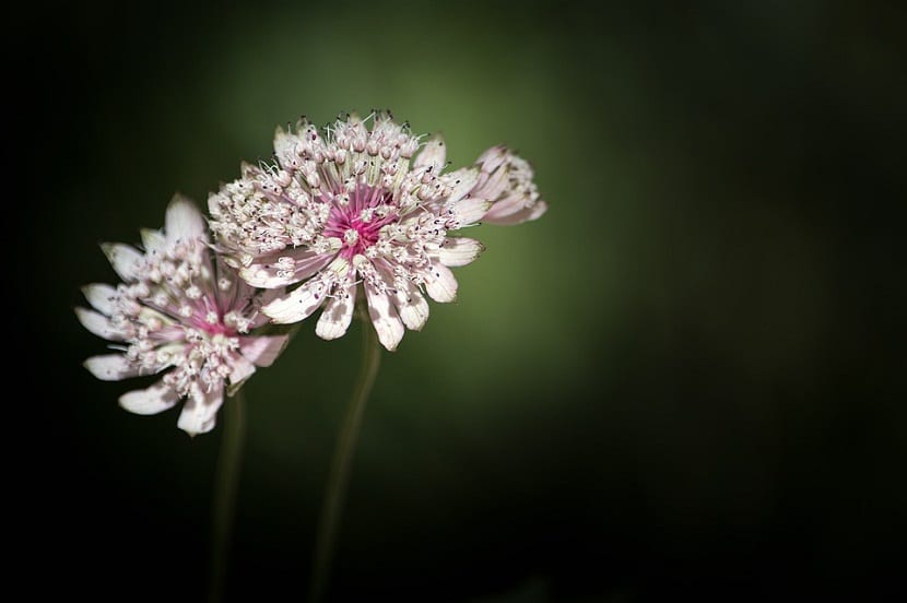 Plantacion de la Astrantia