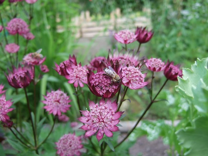 Astrantia major: cómo plantarla y mantenerla viva en verano