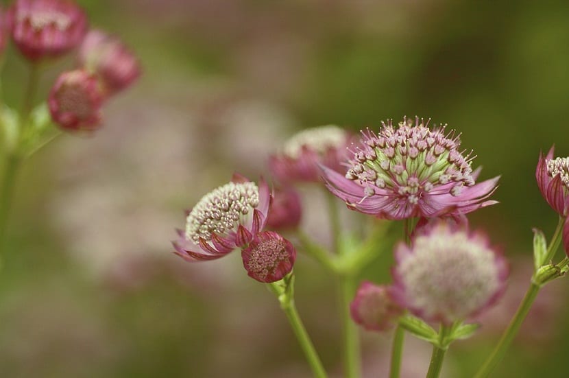 Cuidados de la Astrantia