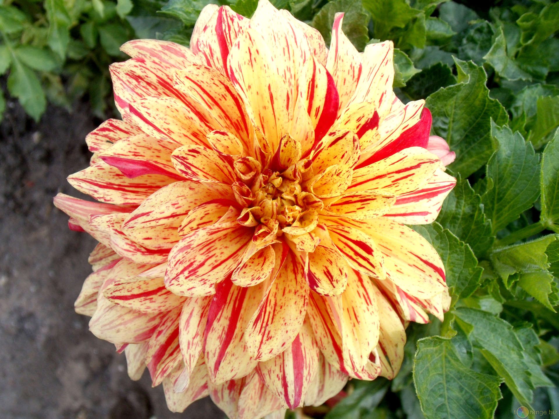 Dalia