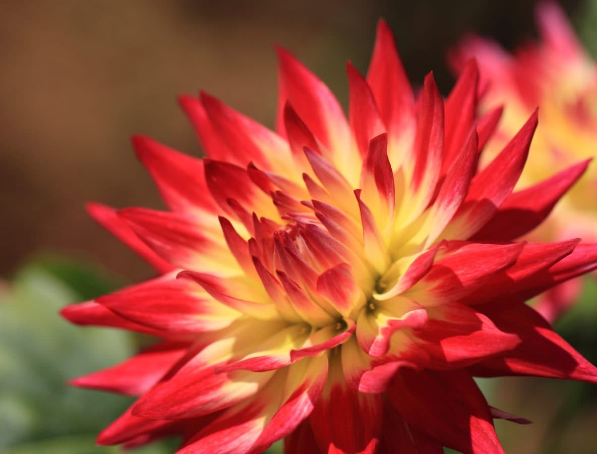 La dalia es una flor que puede tener diversos colores