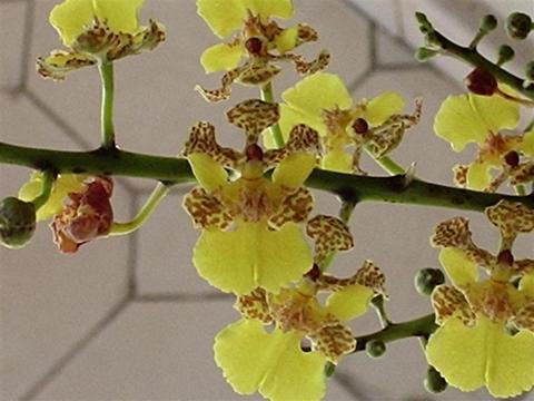 Plantas alucinógenas más consumidas