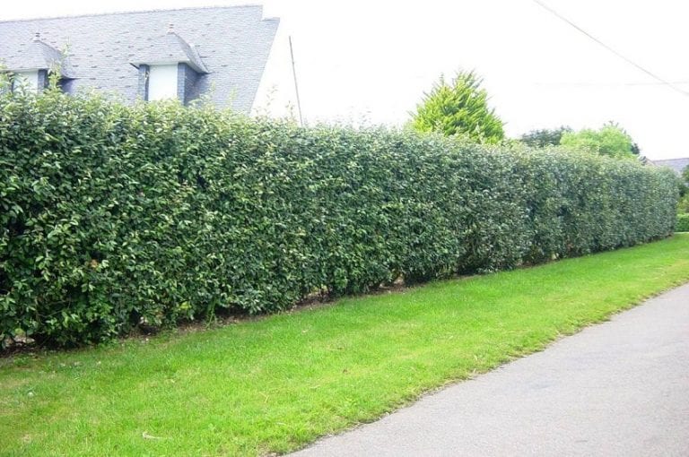 Cerco verde formado por arbustos densos delimitando un jardín