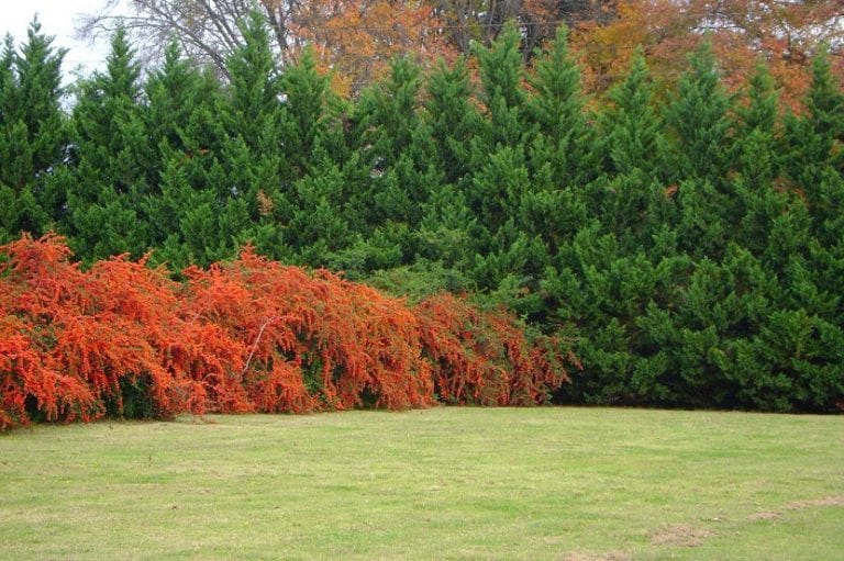 Divisores de jardín con plantas formando una separación natural