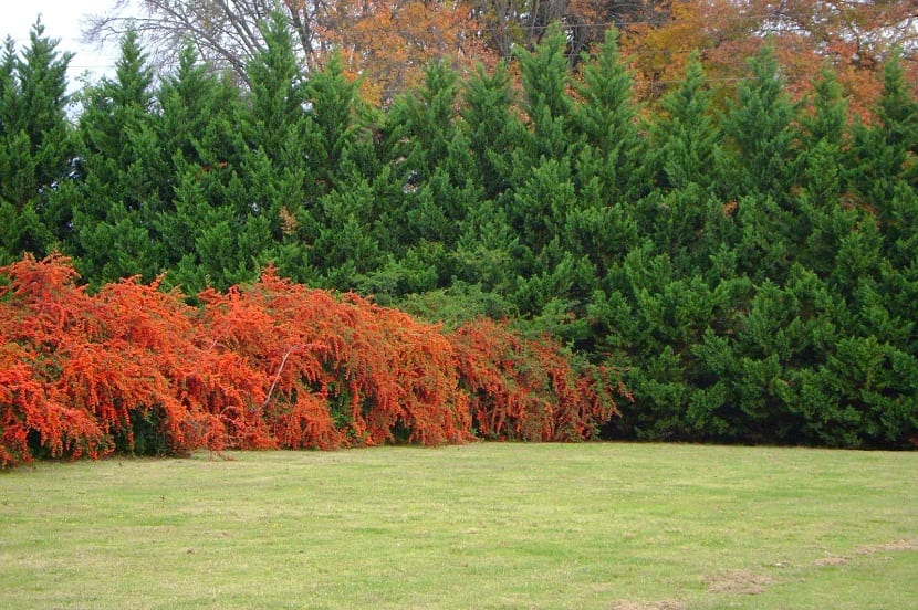 divisores de jardin o cercos verdes
