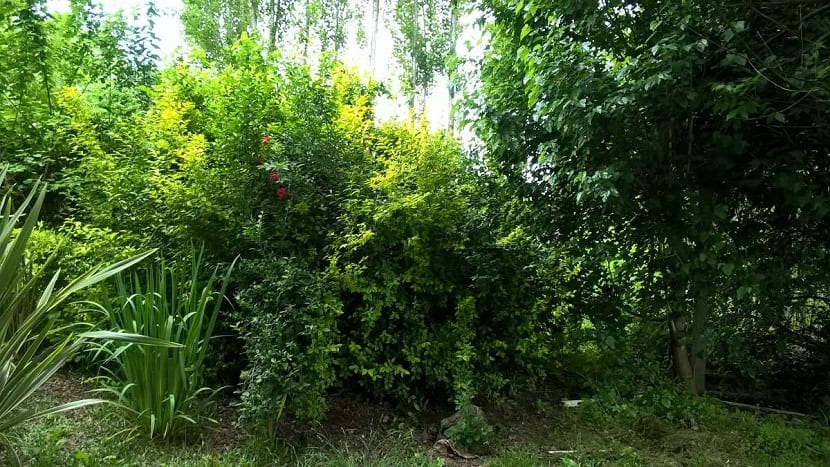plantas a colocar en el cerco verde
