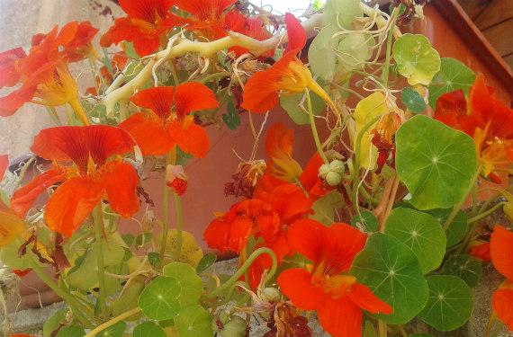 Flores de Capuchina