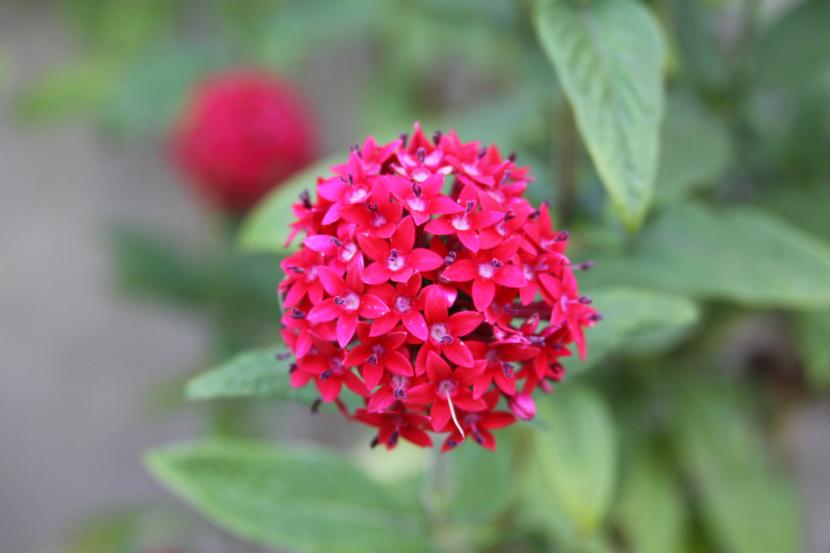 Penta lanceolata