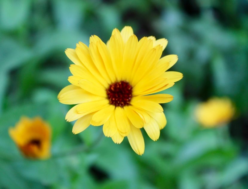 Caléndula de flor amarilla en plena floración