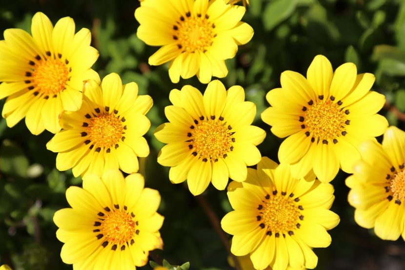 Gazanias de flor amarilla abiertas al sol