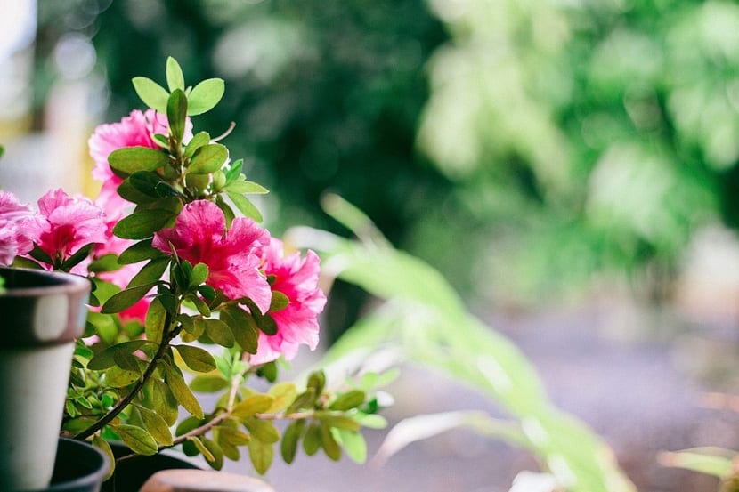 decora tu balcon o terraza con flores y plantas