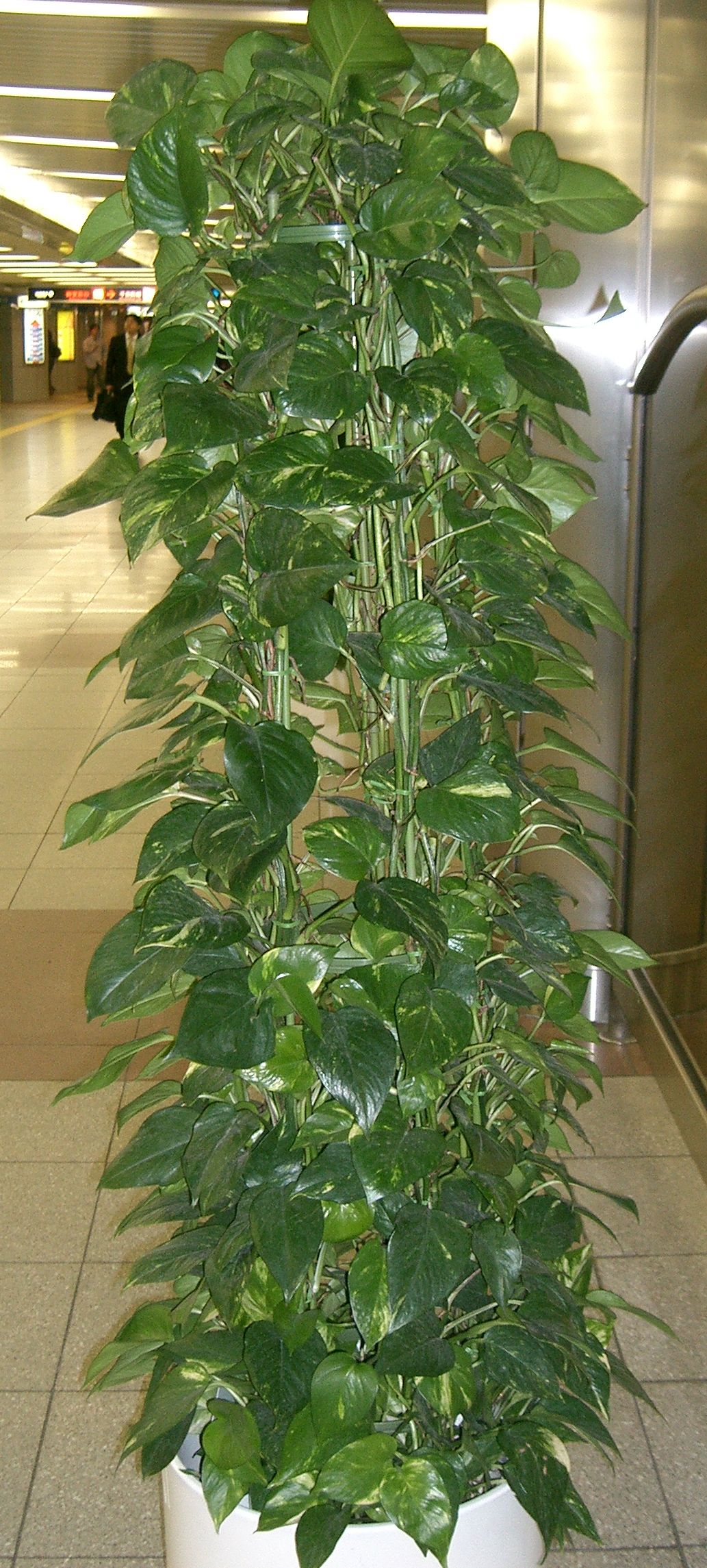 Plantas interior casa