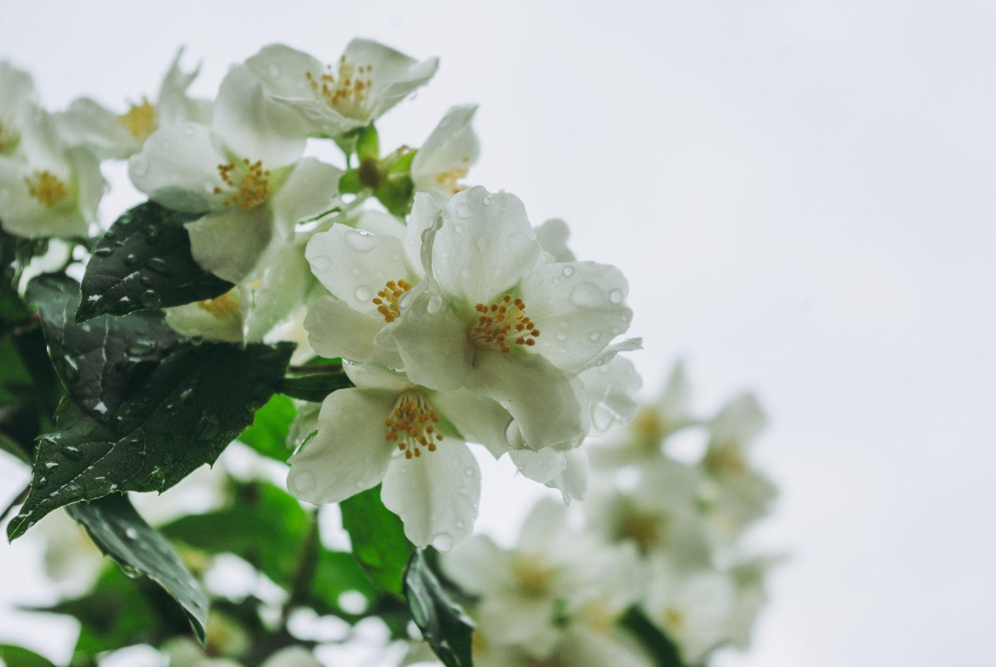 Plantas relajantes: qué dice la tradición y qué no