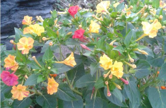 Plantas que florecen de noche: especies y diseño