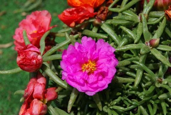 Portulaca