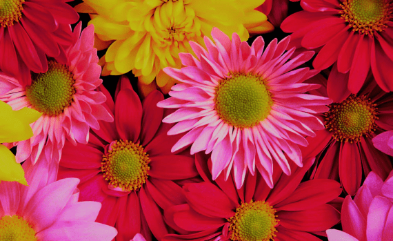 Plantas que florecen en otoño: qué plantar y cuándo hacerlo