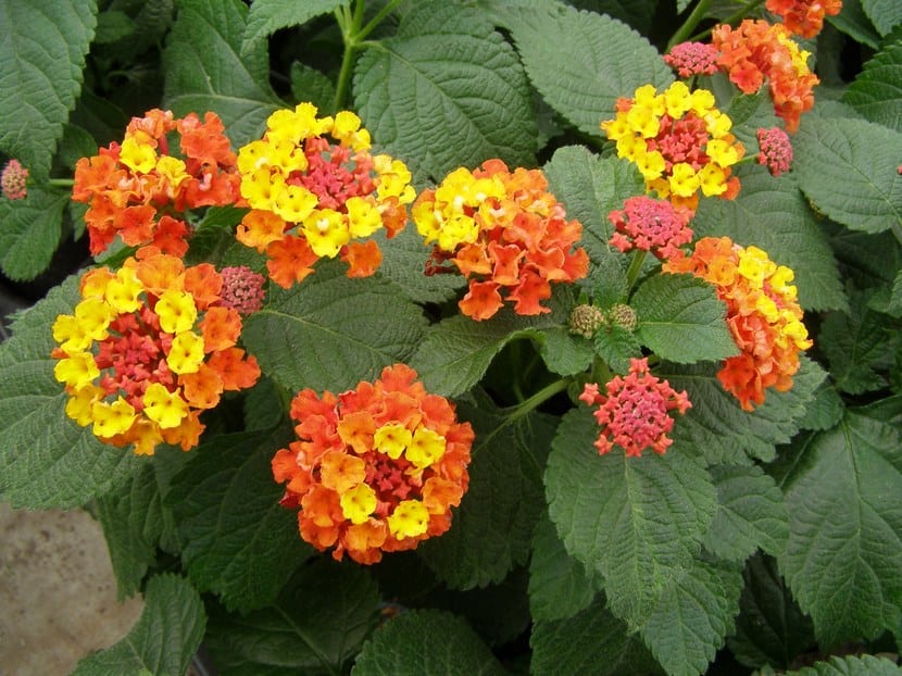 Plantas resistentes al sol: cuáles aguantan de verdad