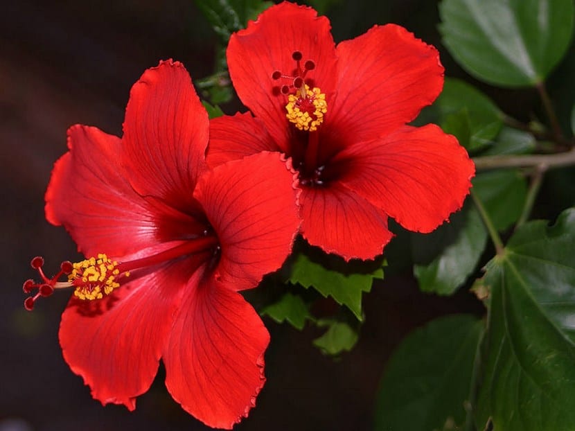 Hibisco o Rosa de China