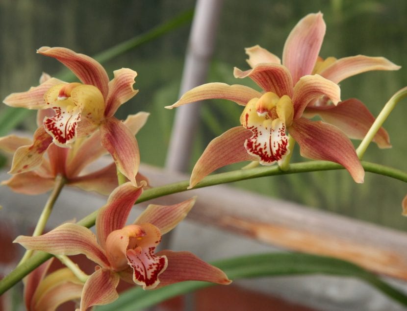 Cymbidium en flor, una de las orquídeas más adaptadas al exterior en el sur peninsular