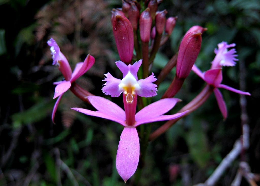 Vista del Epidendrum