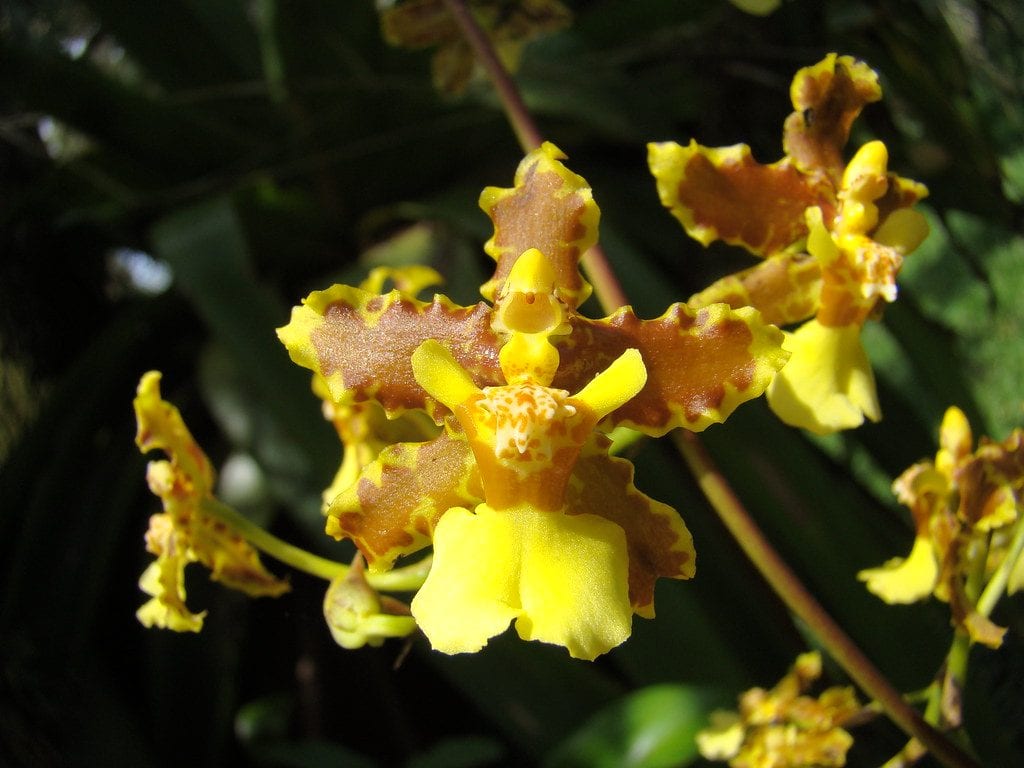 Vista del Oncidium