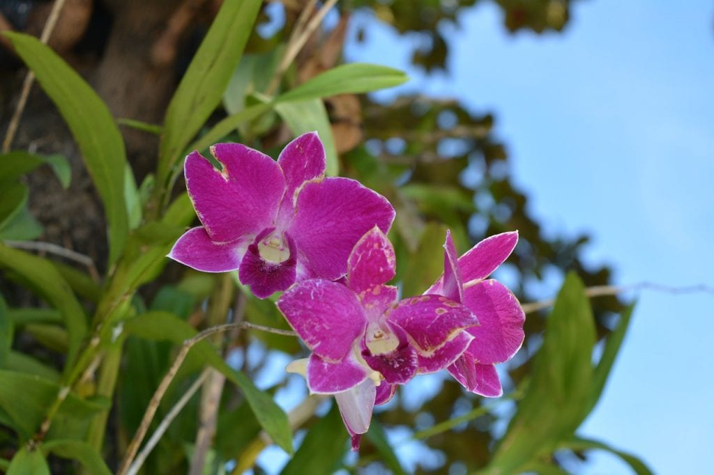 La orquídea es una planta tropical