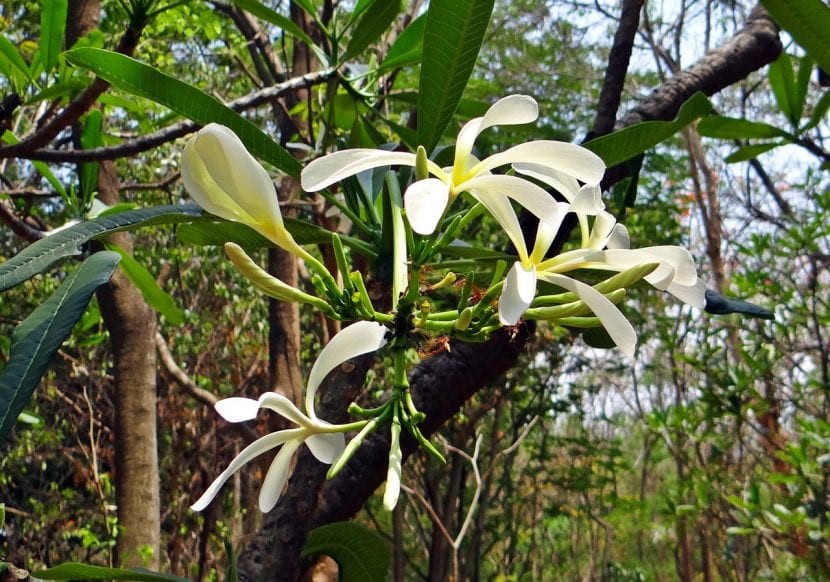 Orquídea montada sobre el tronco de un árbol