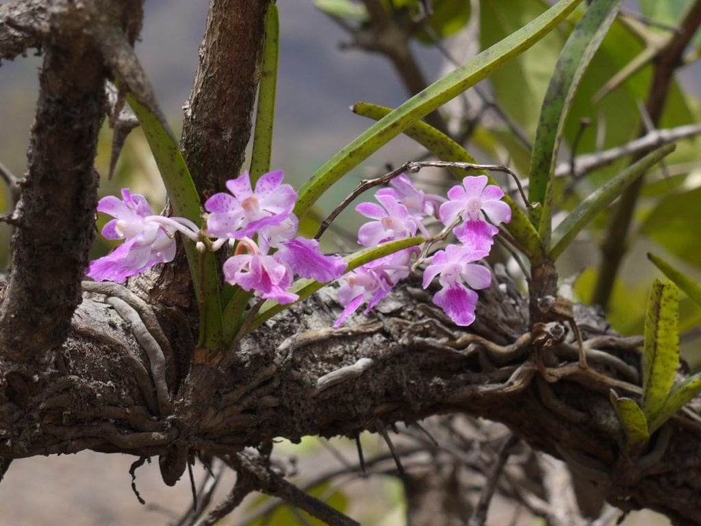 La orquídea se puede poner en un árbol