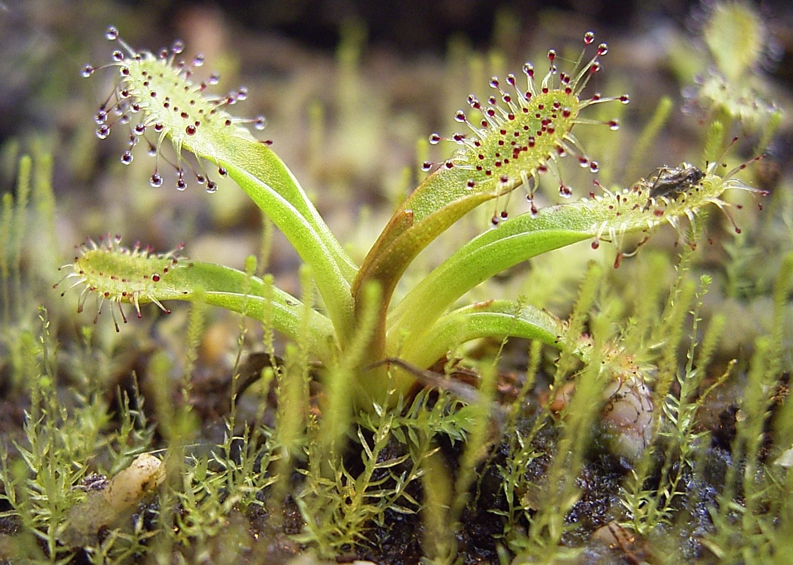 Fototropismo: por qué las plantas se inclinan hacia la luz