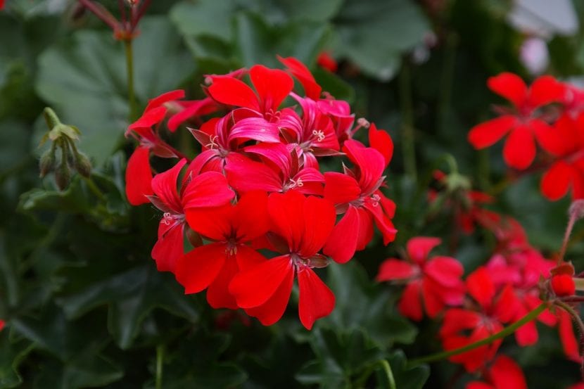 Geranio de flor roja