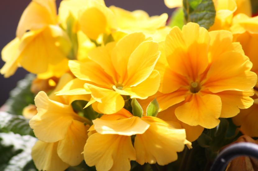 Flores