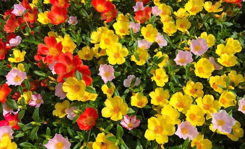 Floracion estival de la Portulaca grandiflora