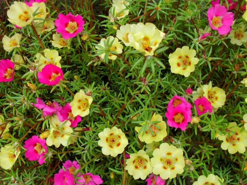 Flores coloridas