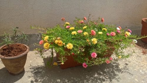 Portulaca grandiflora en maceta con flores de varios colores